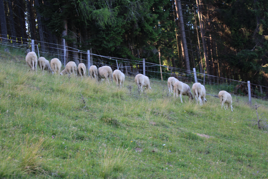 Geheimtipp ... Kunst und Genuss auf der Alm 