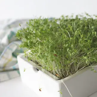 Microgreens, das ganzjährige Superfood – Gemüse in Miniformat